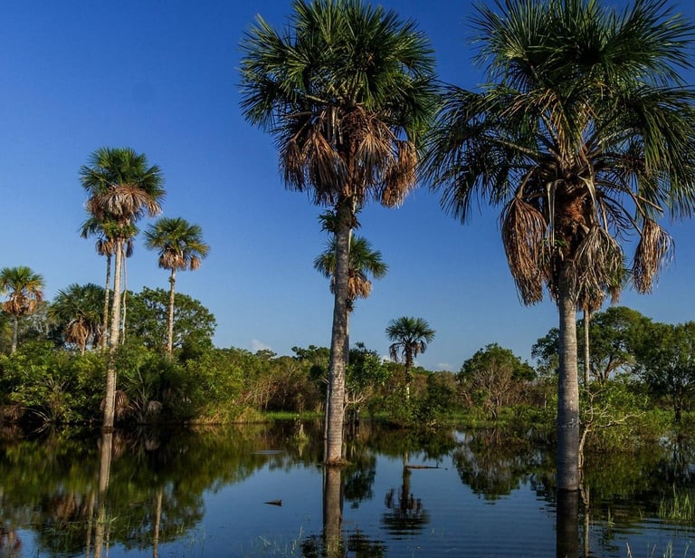 a group of palm trees in a swamp, Tera Forest