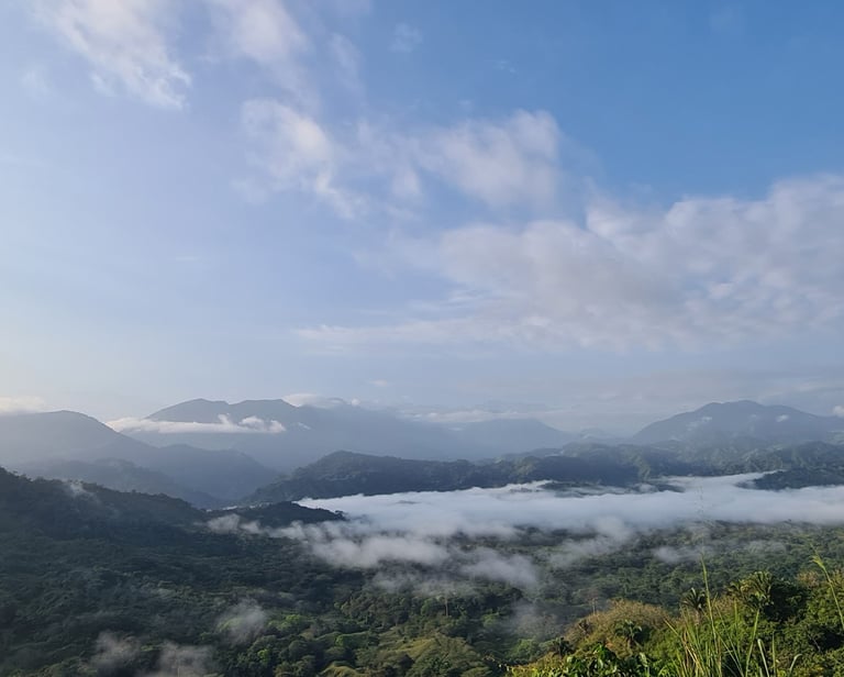 Sierra Nevada de Santa Marta, Terra Forest