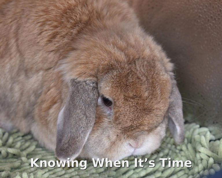 Goldilocks, an elderly orange doe at Hot Cross Buns, still in very good health