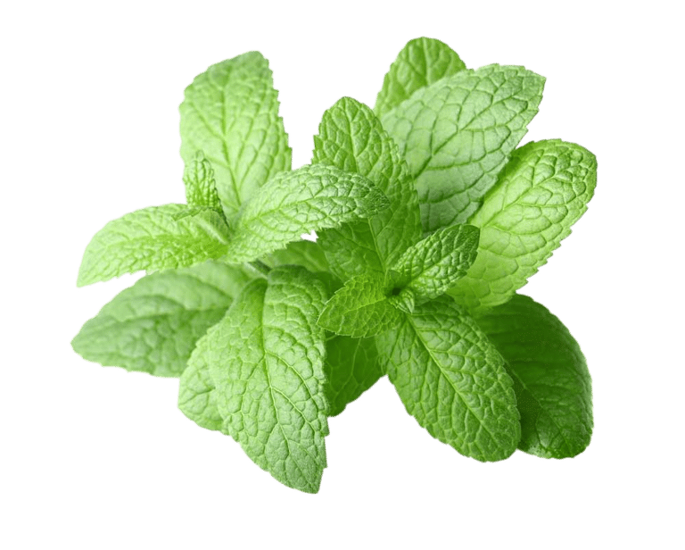 peppermint