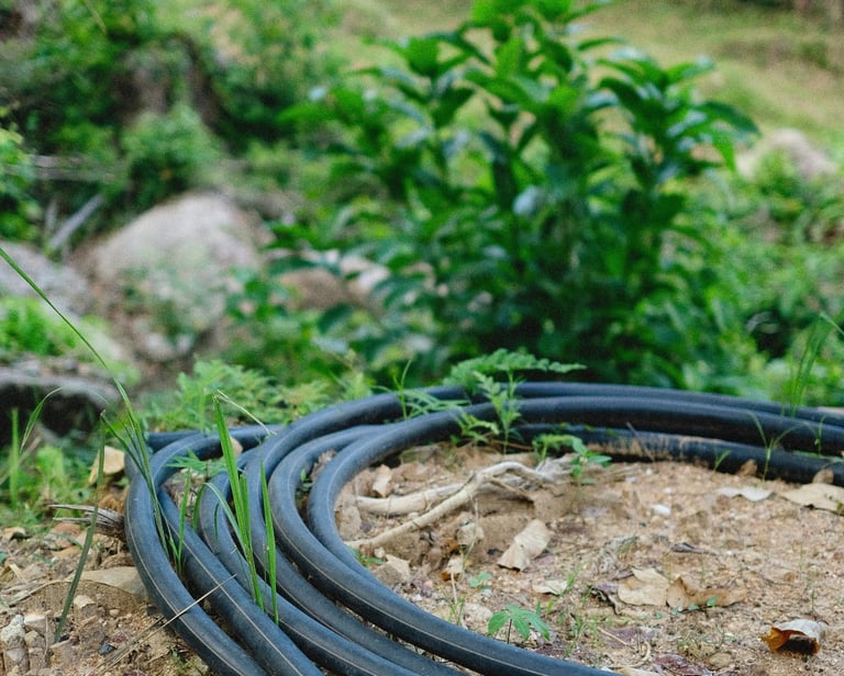 Coiled black flexible polyethylene water pipe on dirt ground in a garden setting.