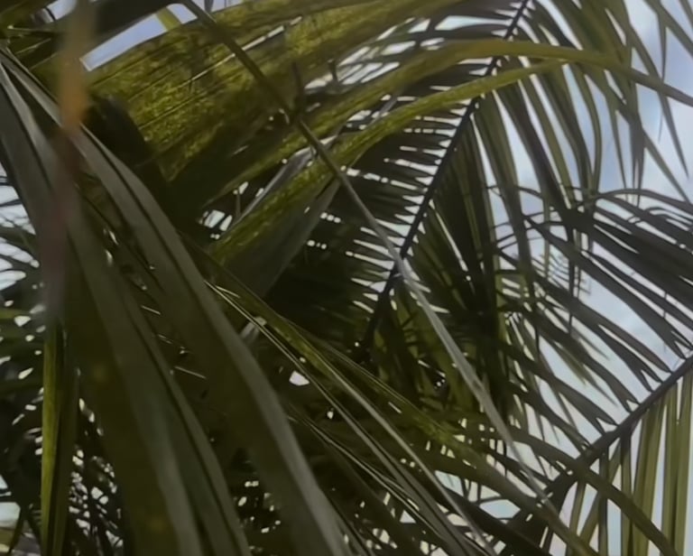 palm trimming florida panhandle