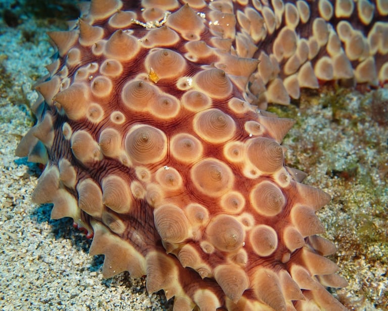 Conical sea cucumber resting on sandy seabed, covered in rounded bumps and pointed projections