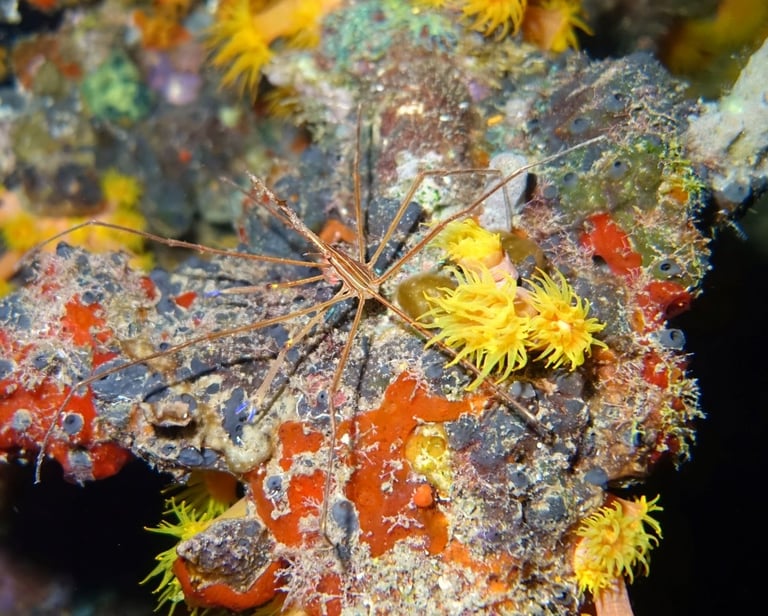Yellowline arrow crab surrounded by bright yellow cup corals