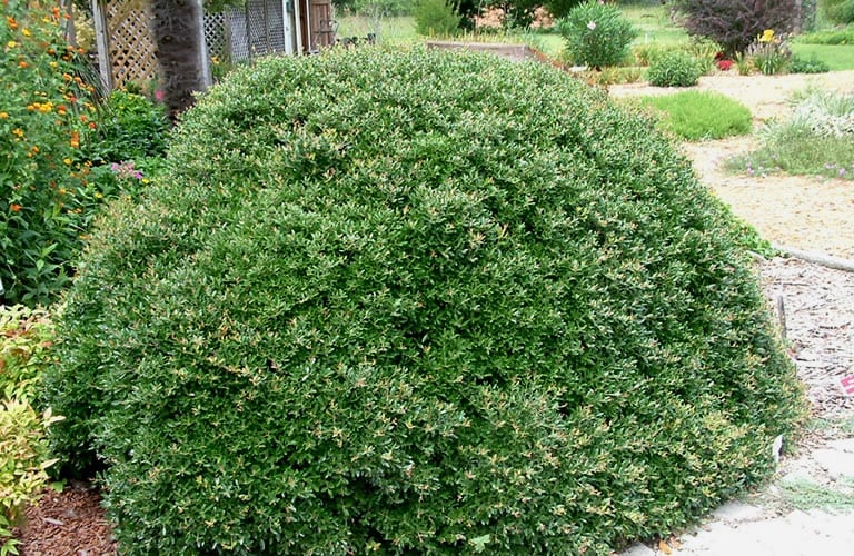 one small green low maintenance bush