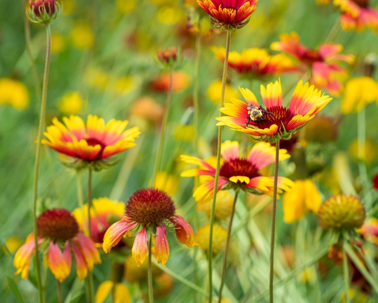 a bee on a flowery field with a bee on it