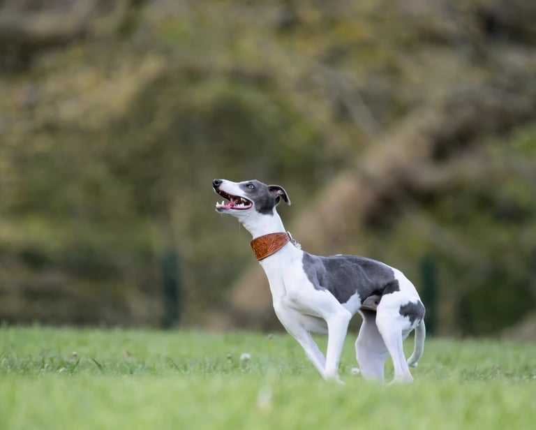 Un chien de la race lévrier courant dans un parc