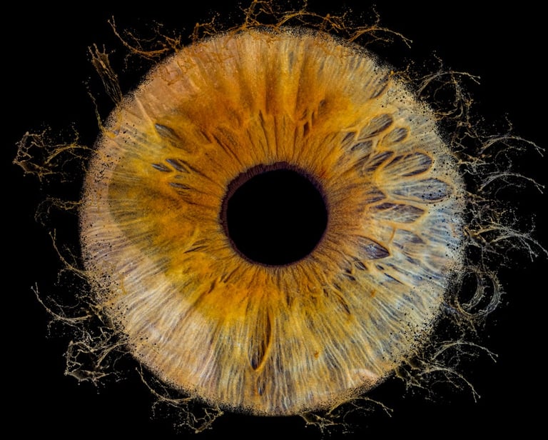 photo iris bordeaux