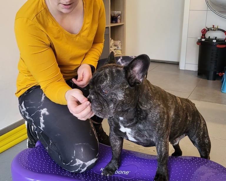 a woman is petting a dog on a purple toy