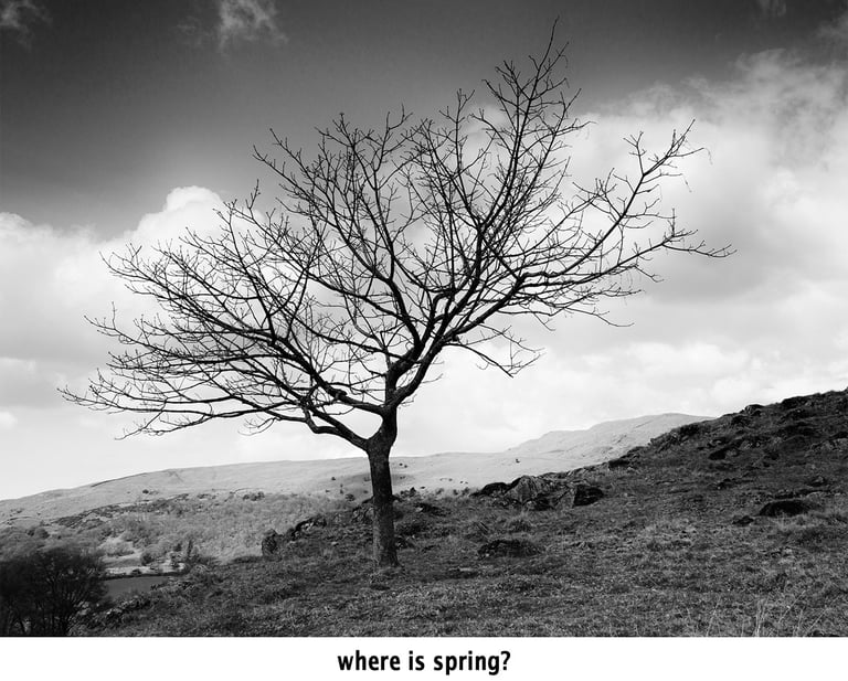 a black and white photograph of a barren tree on a hill in the lake district