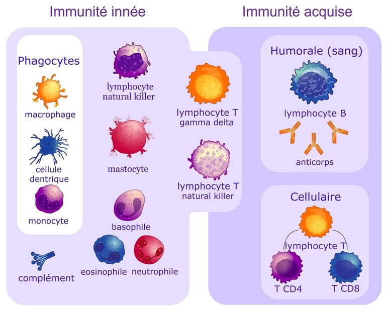 immunité