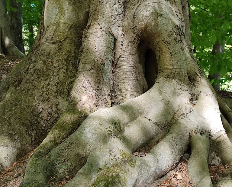 Wurzeln eines Baumes