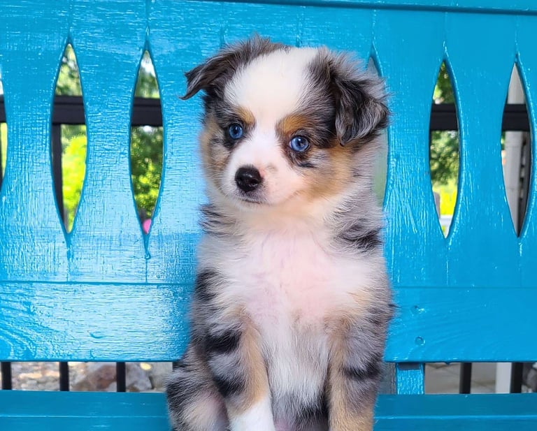 Miniature Australian Shepherd Puppies for Sale