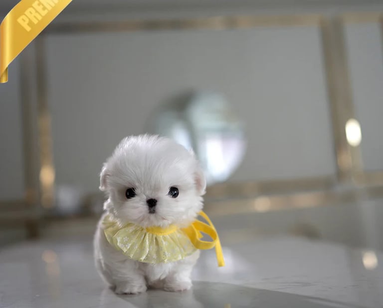 Teacup Maltese Puppies for Sale