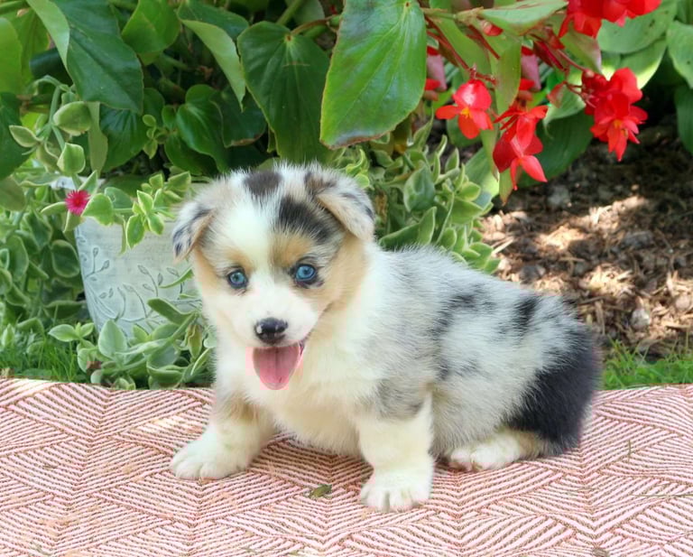 Pembroke Welsh Corgi Puppies for Sale
