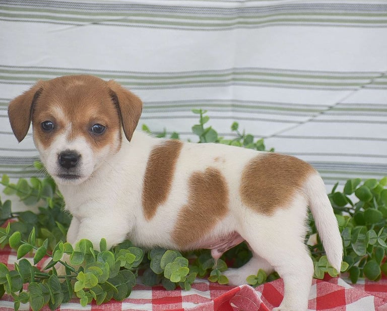 Jack Russell Puppies for Sale
