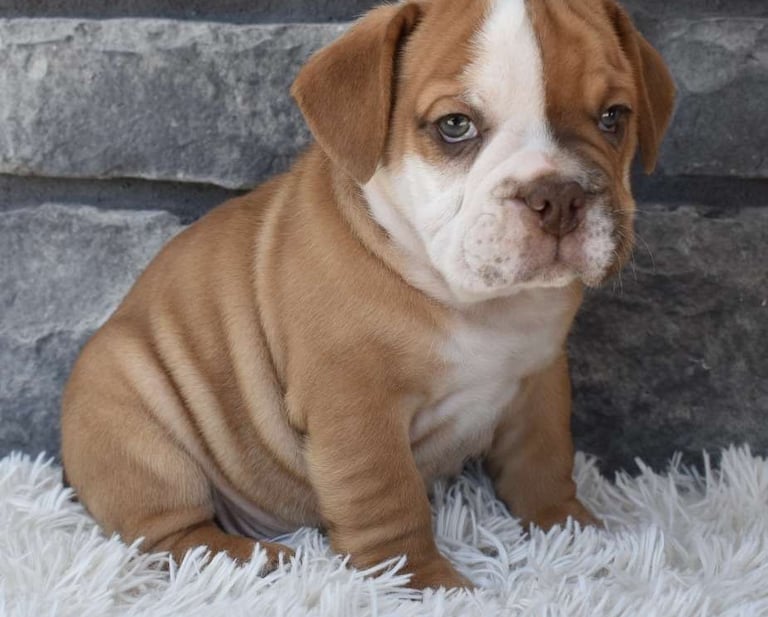 Beabull Puppies for Sale