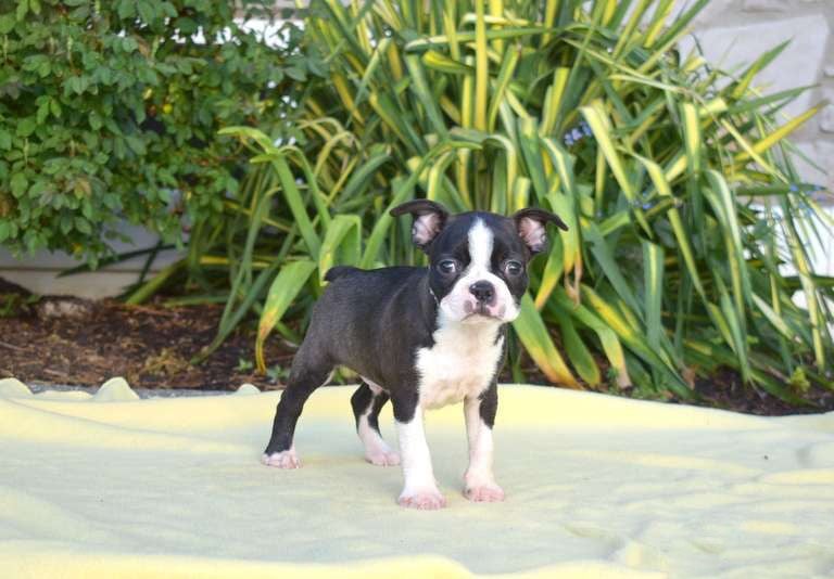Boston Terrier Puppies for Sale