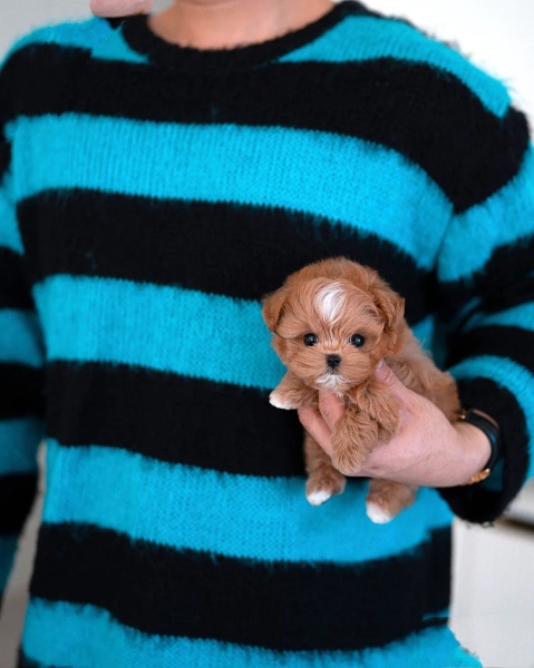 Teacup Maltipoo Puppies for Sale