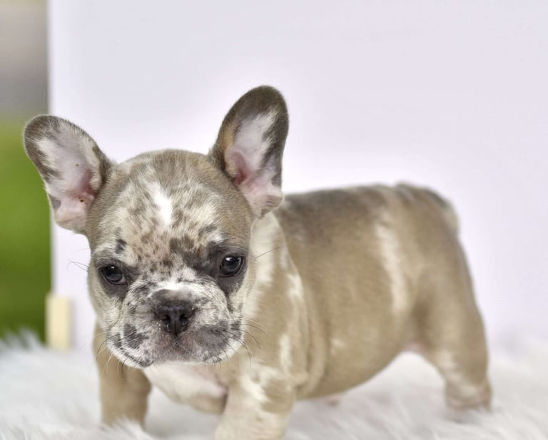 French Bulldog Puppies for Sale