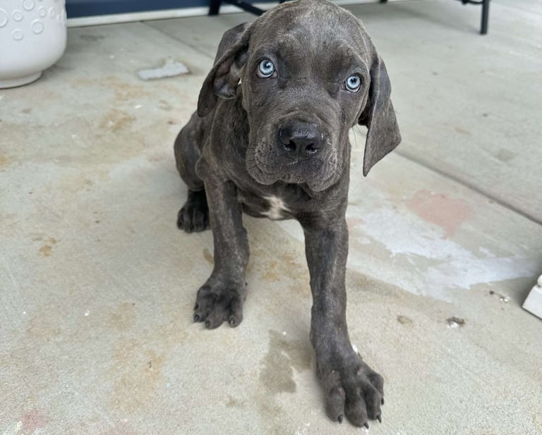 Cane Corso Puppies for Sale
