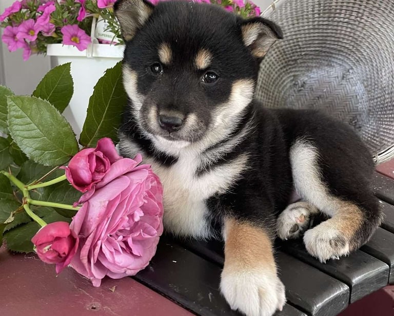 Shiba Inu puppies for sale