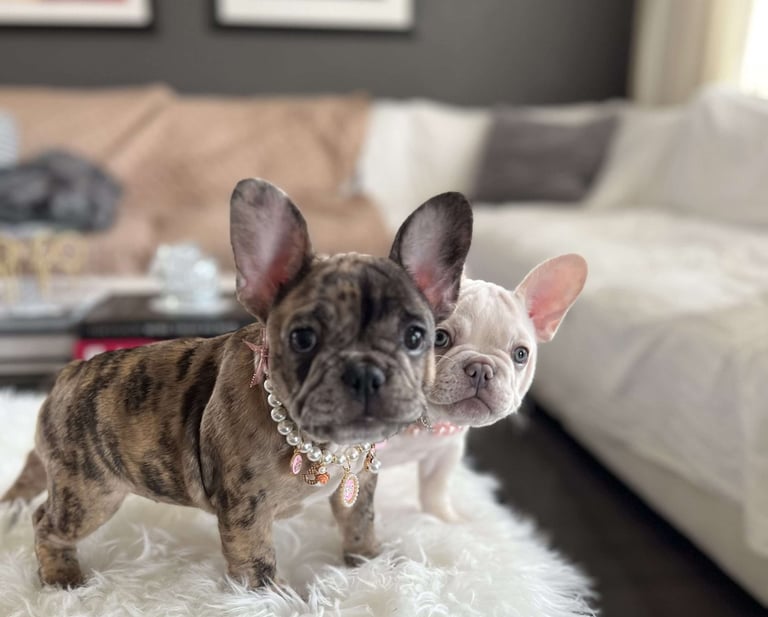 French Bulldog Puppies for Sale