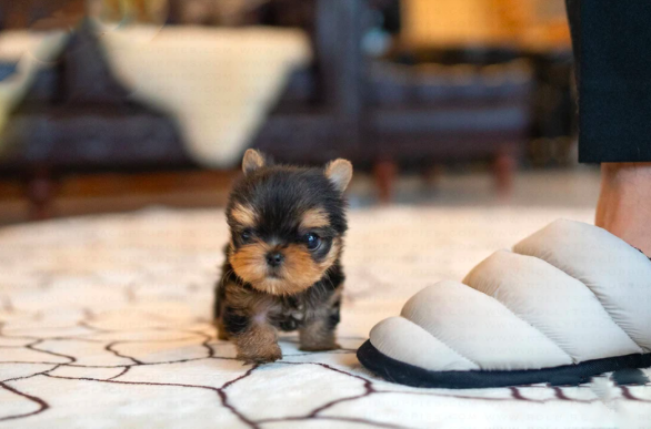 Teacup Yorkies for Sale