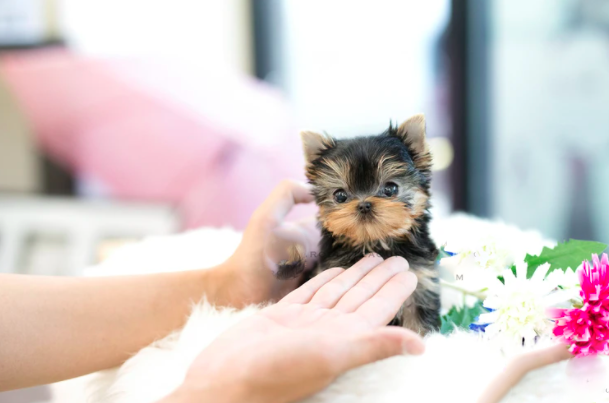 Teacup Yorkies for Sale