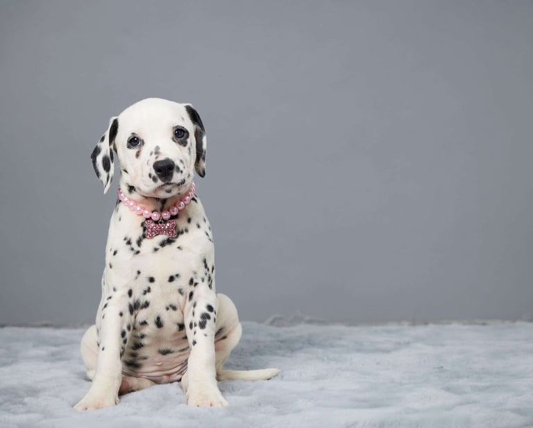 Dalmatian Puppies for Sale