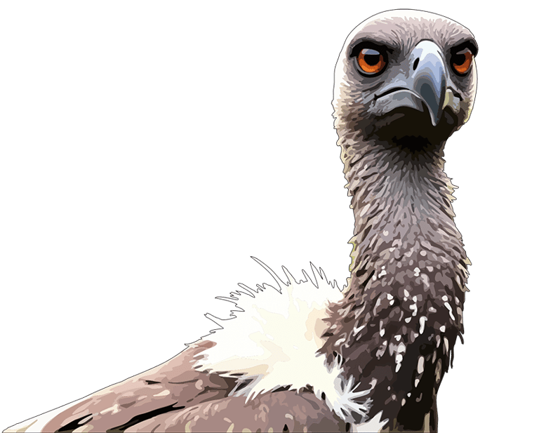 Thumbnail of Vulture graphic art print — Primal Gaze.