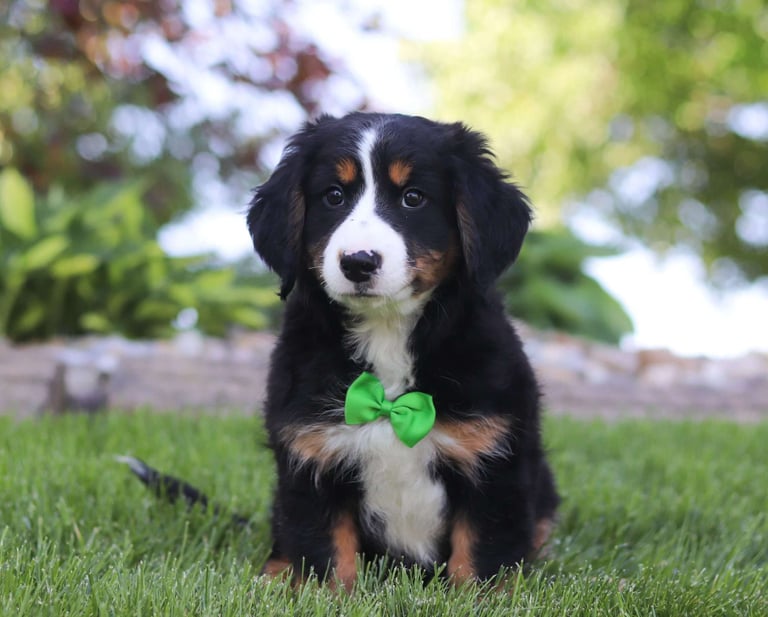 Australian Mountain Doodle Puppies for Sale