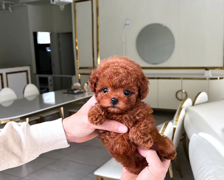 Poodle Puppies for Sale