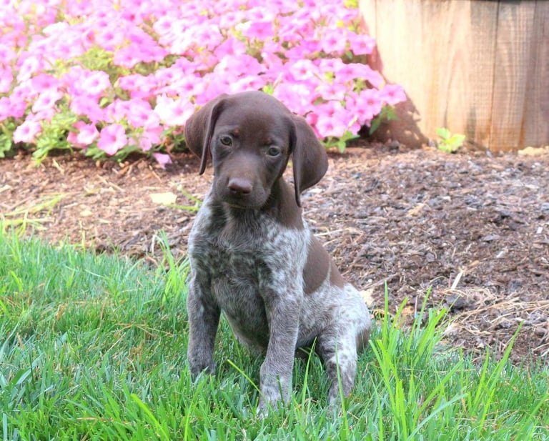 German Shorthaired Pointer Puppies for Sale