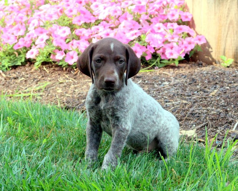 German Shorthaired Pointer Puppies for Sale