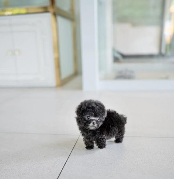 Poodle Puppies for Sale