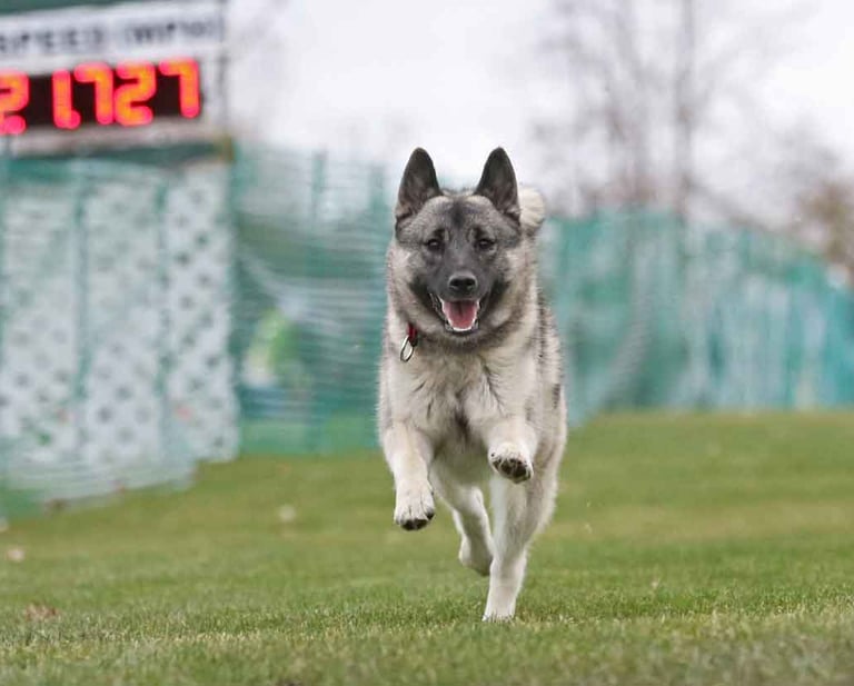 Norwegian Elkhound running FastCAT