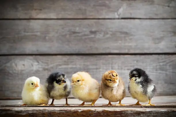 Cute Baby Chicks
