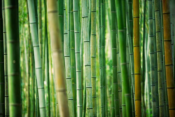 Beautiful green bamboo