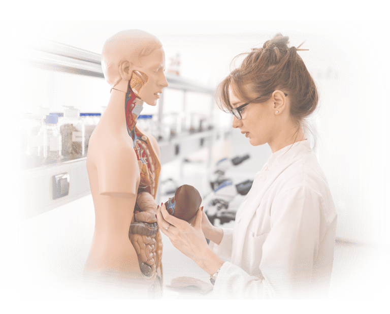 Ultrasound student in lab coat examining an anatomic model.