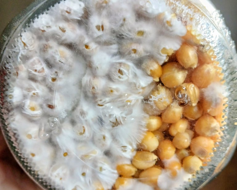 Mycelium growing over corn grain