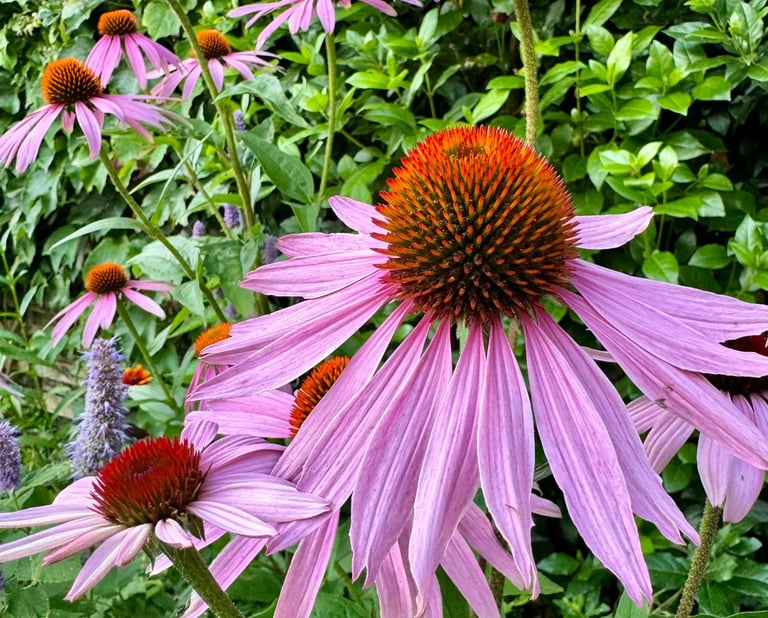 Planten met bloemen in een tuin roze genaamd Echinacea zonnehoed in combinatie met paars