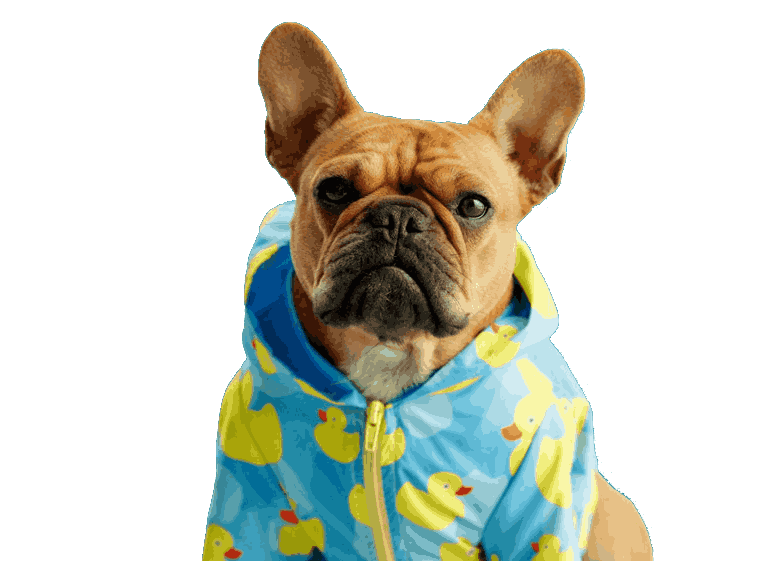 Un cachorro de bulldog francés de color arena que lleva una sudadera con capucha estampada con patitos de goma azules,.