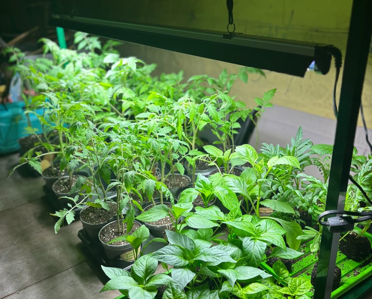 Indoor seed starting supplies setup with LED grow lights and vegetable seedlings