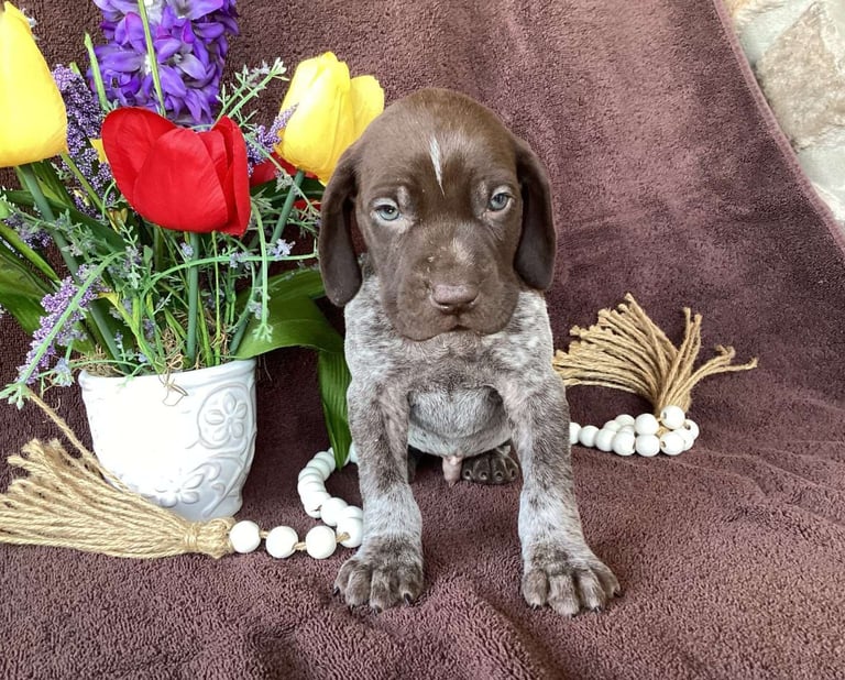 German Shorthaired Pointer Puppies for Sale