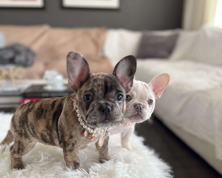 French Bulldog Puppies for Sale