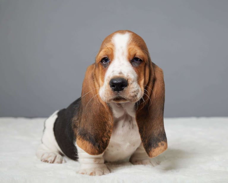 Basset Hound Puppies for Sale