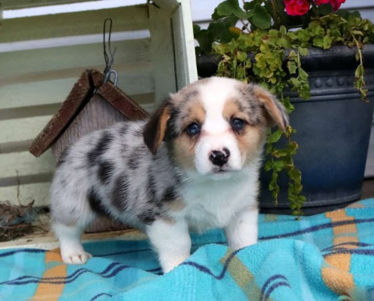Corgi Puppies for Sale
