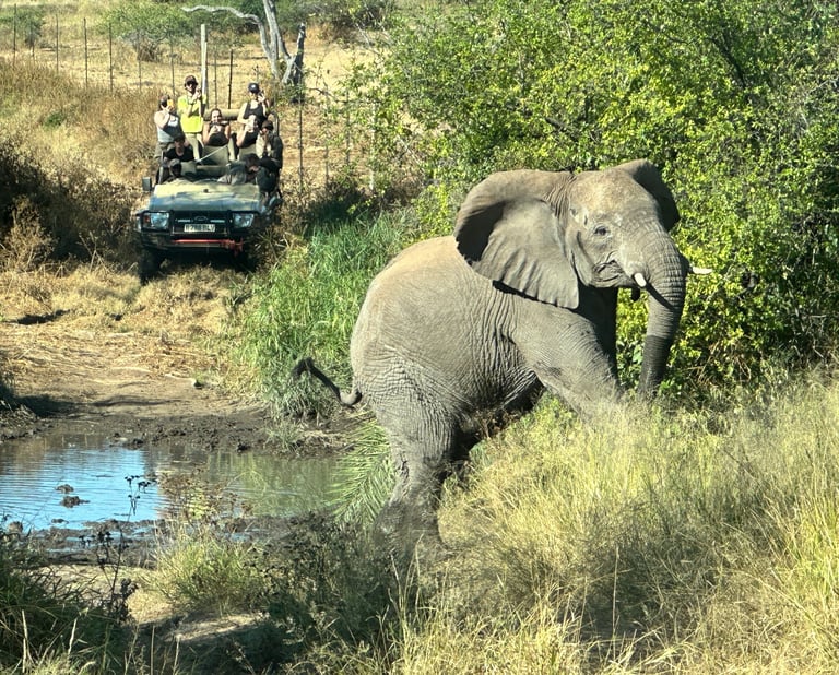 An elephant at Limpopo-Lipadi Wildlife and Nature Reserve