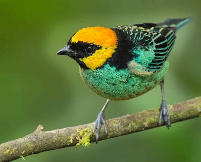 Birding Expedition Vilcabamba Cloud Forests 6 D/5 N